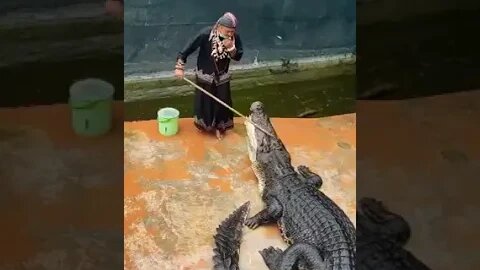 Crocodile farm