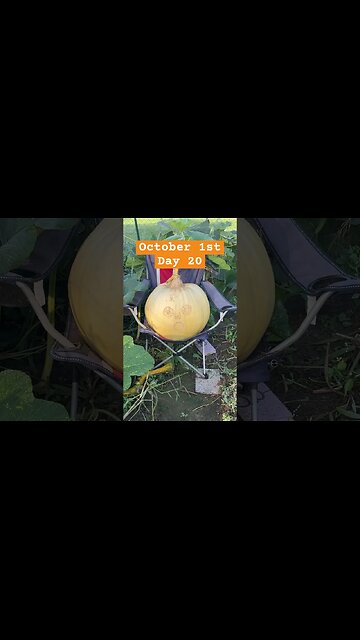 Growing Pumpkin in a chair 👀 Time Lapse part 2 😂 #pumpkin #bubba #funnyshorts