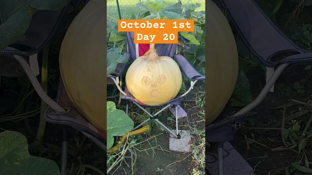 Growing Pumpkin in a chair 👀 Time Lapse part 2 😂 #pumpkin #bubba #funnyshorts