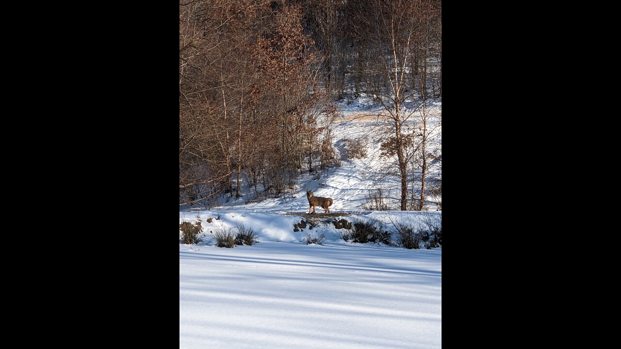 Finding Funnels for Coyotes