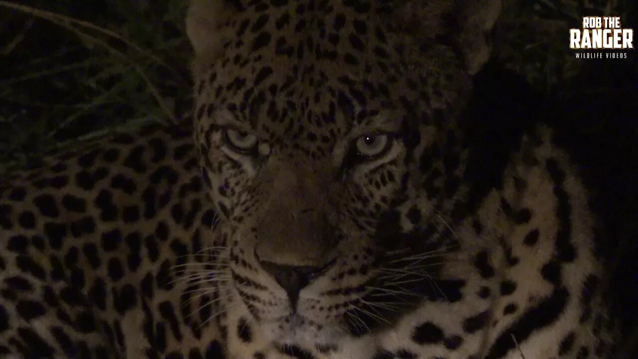 WILDlife: Leopards In The Darkness