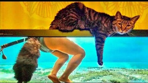 Best Funny Cat Videos That Will Make You Laugh All Day Long 😂😹