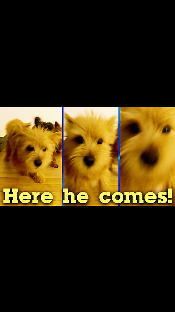 Frisky puppy loves to wrestle with his dad