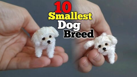 Smallest Dog Breed