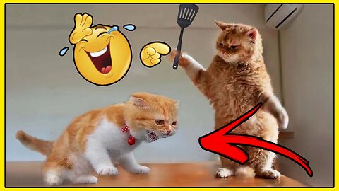 Funny animals||Funny dogs and cats||funny videos