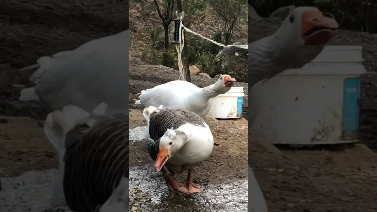 Nesting goose and gander make racket when she leaves the nest for food and water