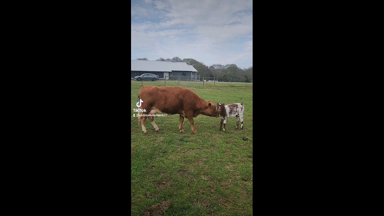 Momma cow loving baby calf.