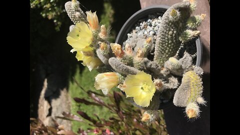 Cactus spine removal.