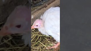 Red eyed silver guinea fowl keet