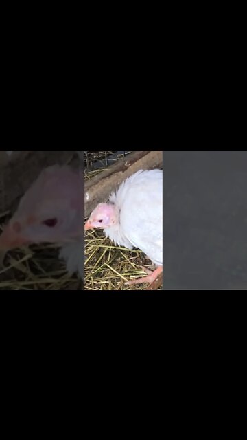 Red eyed silver guinea fowl keet