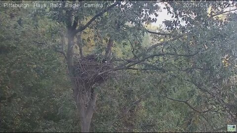 Hays Eagles Dad trys to get a squirrel in the nest tree 2021 10 14 16:22