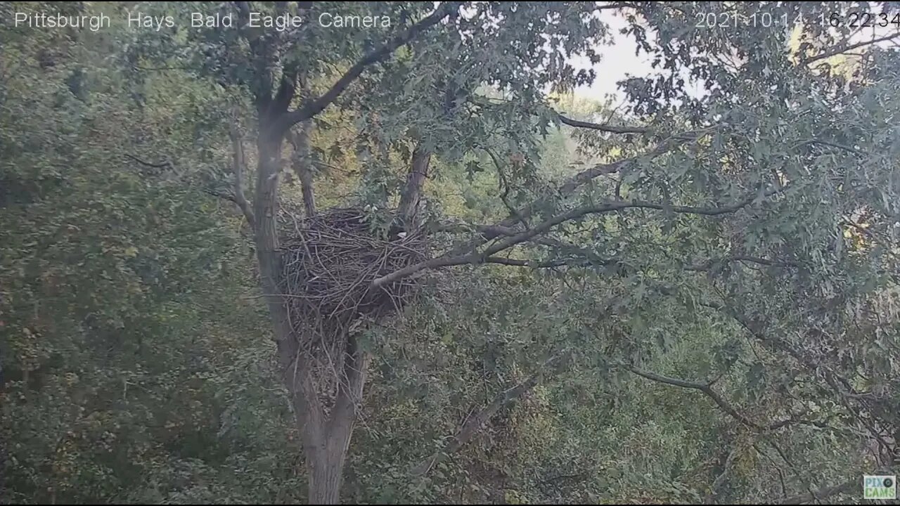 Hays Eagles Dad trys to get a squirrel in the nest tree 2021 10 14 16:22