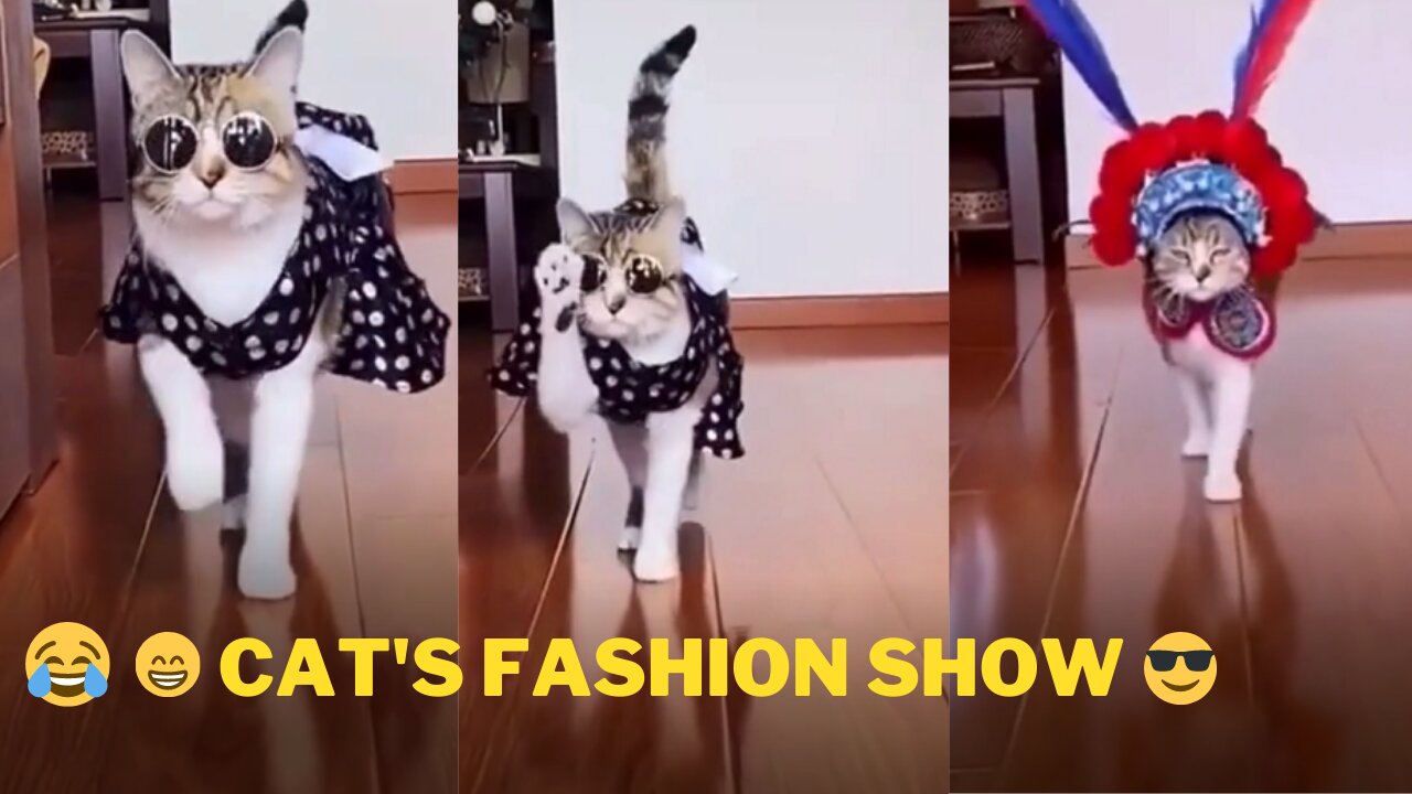 Cute Cat Fashion Week..😃😍😃😂