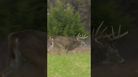 Man on a mission. 🎯 #shorts #whitetaildeer #hunting