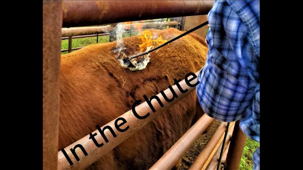 Dryland Farming (In the Chute - Round 38)