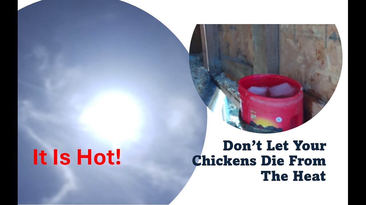 It Is Hot! How Do We Cool Our Chickens Off