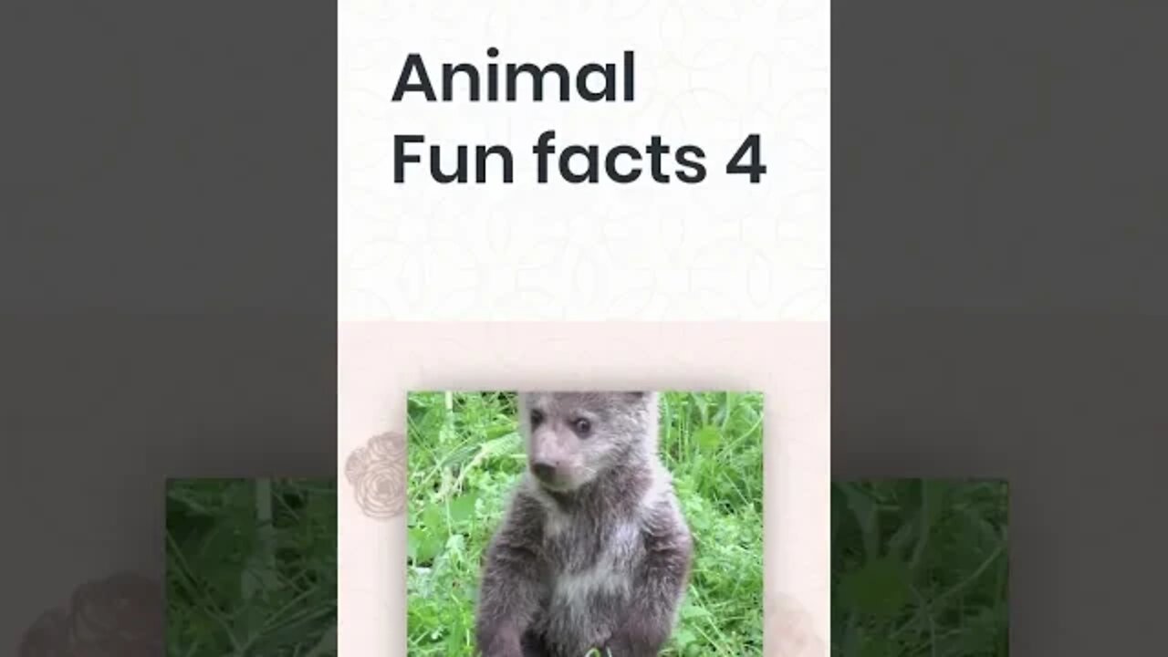 Animal Fun Facts 4, Fun Facts, #shorts.