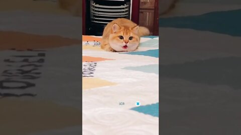 cute cat videos 😹 funny videos 😂 490 😻