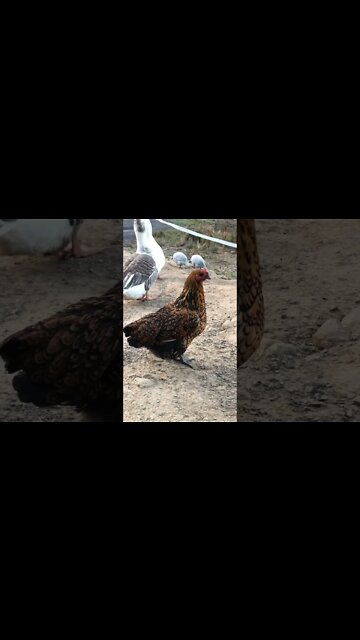 Mrs Specks our Wyandotte cross pullet