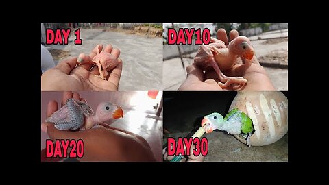 Baby parrot day by day growing stage| baby parrot 1 to 30 days growing stage|