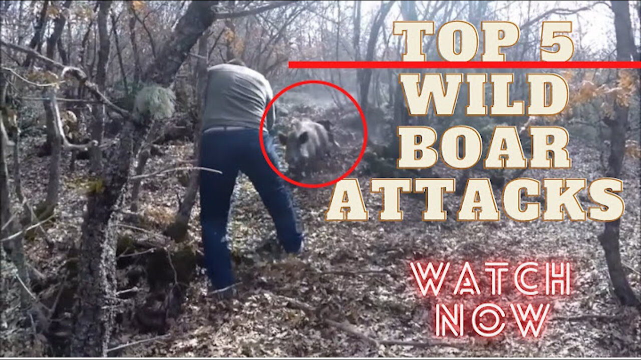 top5 wild attack