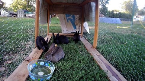 Young Rabbits on some weed