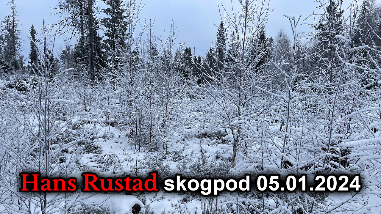 Skogpod 5. januar 2024