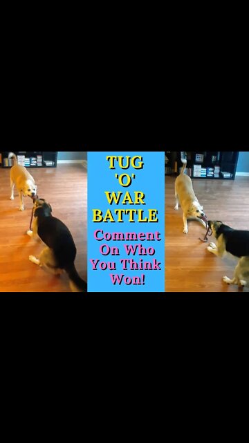 #shorts | Dogs Epic Tug Of War Battle