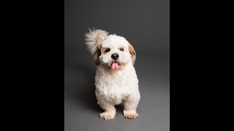 animal