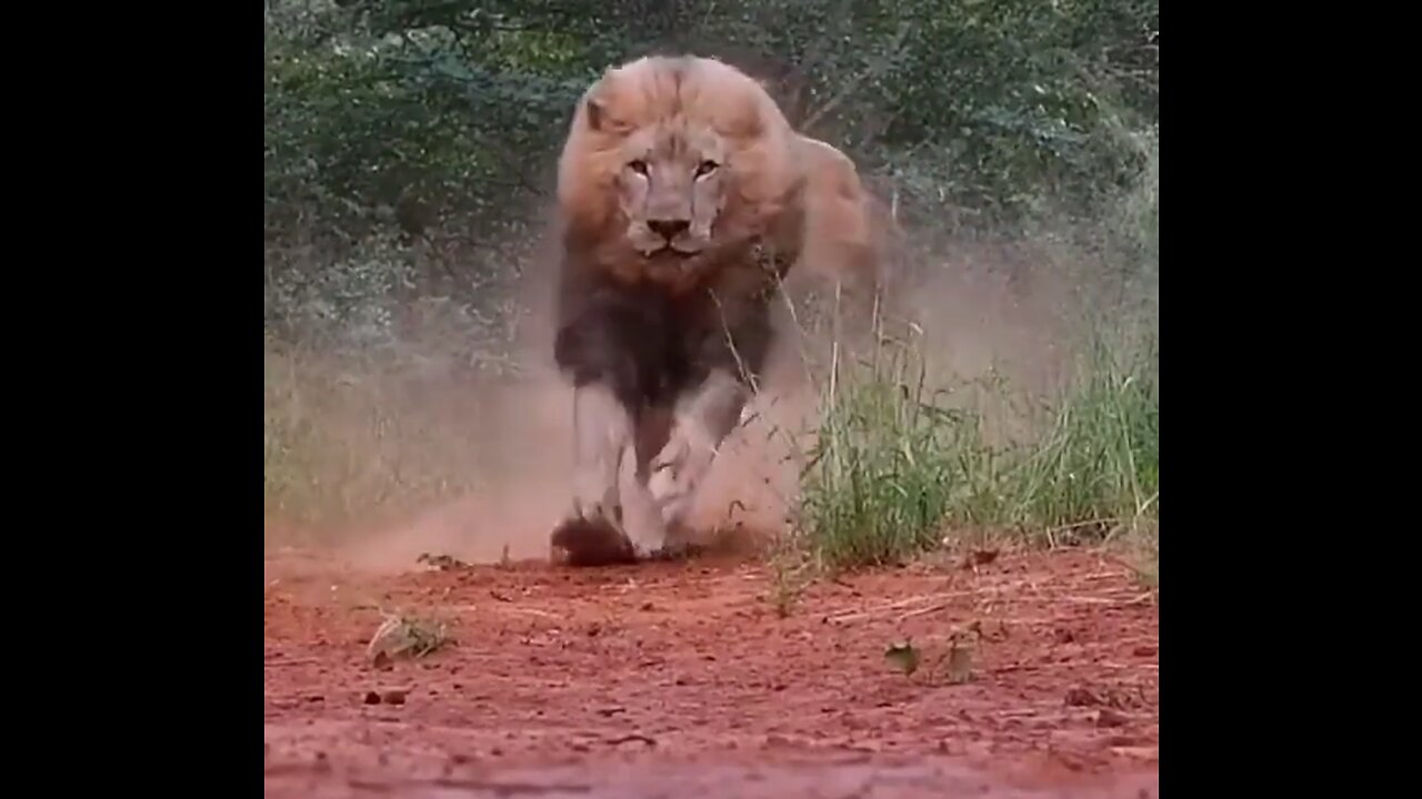 Angry Lion video