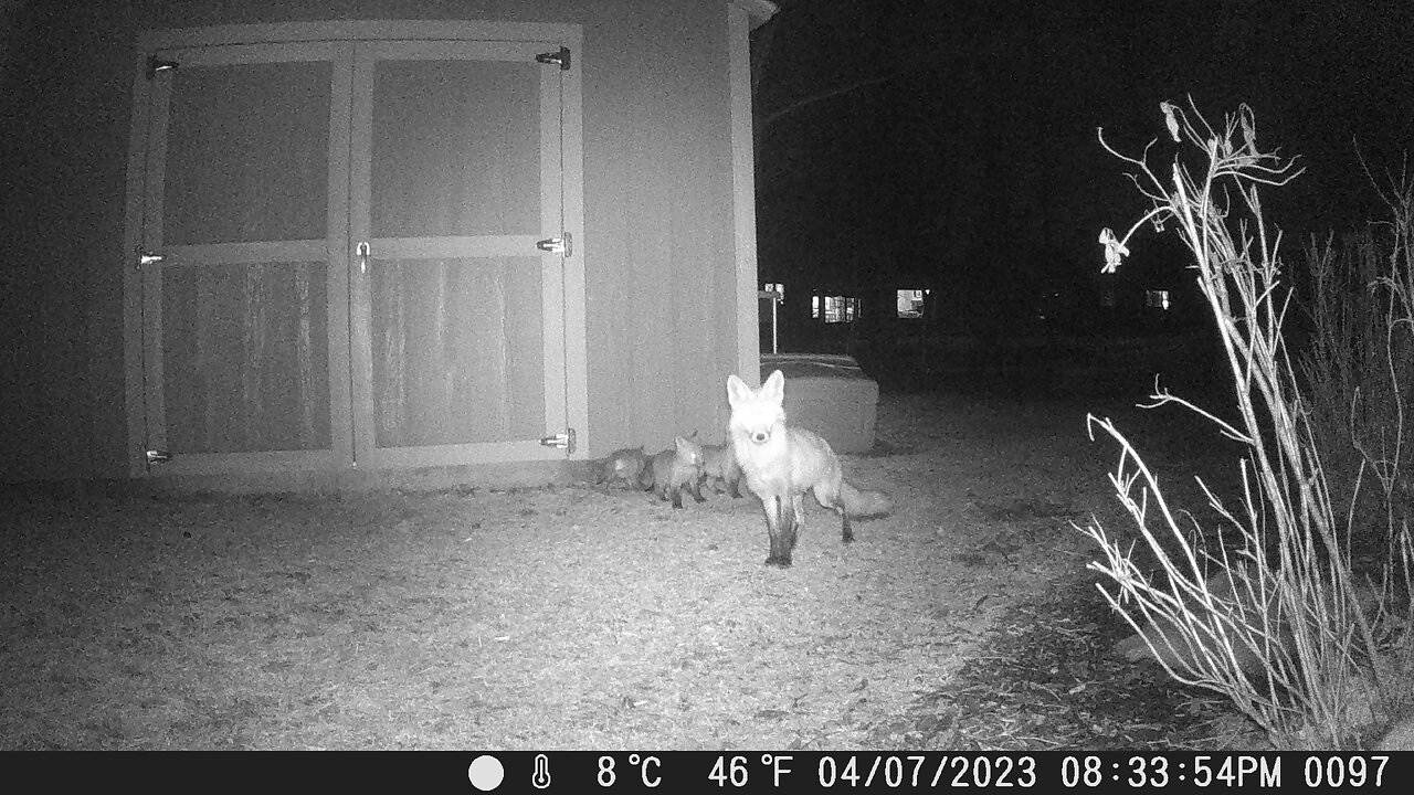 Backyard Fox