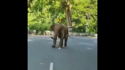 Jumping Elephant - "Hey come back here" - Daily Dose of Nature