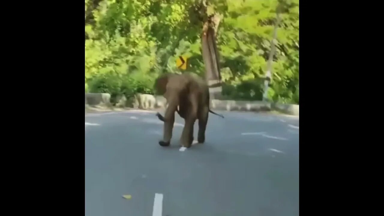 Jumping Elephant - "Hey come back here" - Daily Dose of Nature