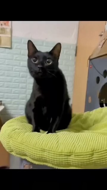 Raccoon Lives in Trash Can | Funny Viral Animal Videos