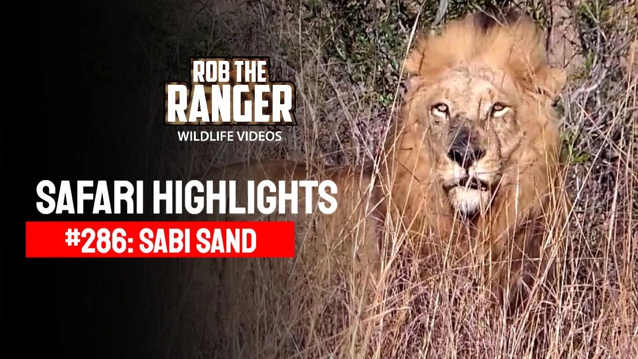 Safari Highlights #286: 21 - 24 August 2014 | Sabi Sand Nature Reserve | Latest Wildlife Sightings