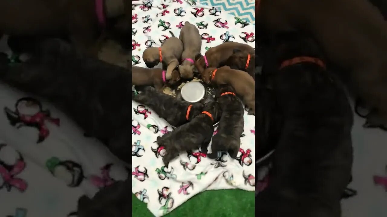 Proper puppy potty training LonelyCreek bullmastiff