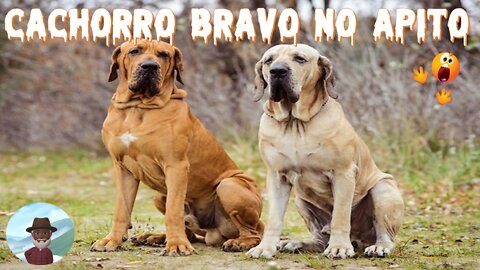 Cachorro Bravo no Apito