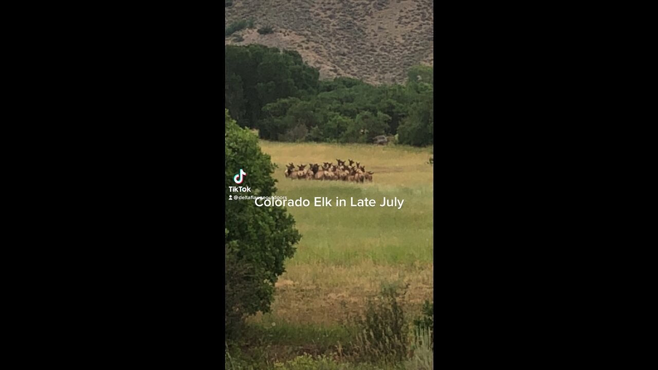 Colorado Elk