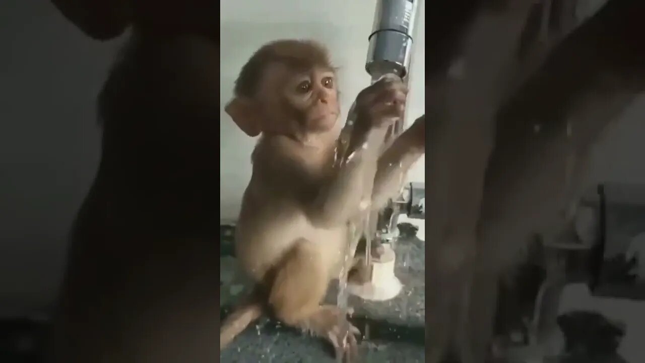 funny monkey funny animals