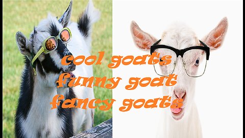 Crazy goats! What's wrong with them ! Very Funny Pranks!