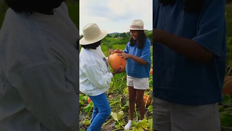 Tofa #shorts #youtube #youtubeshorts