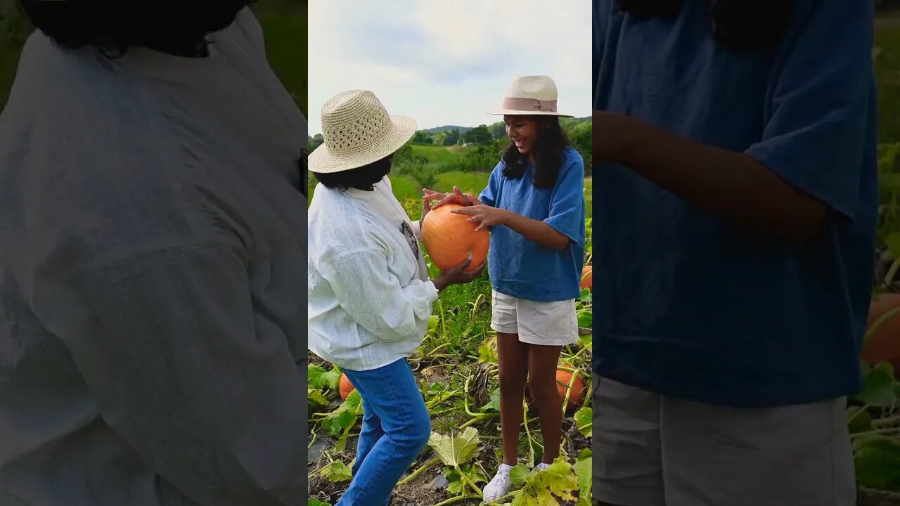 Tofa #shorts #youtube #youtubeshorts