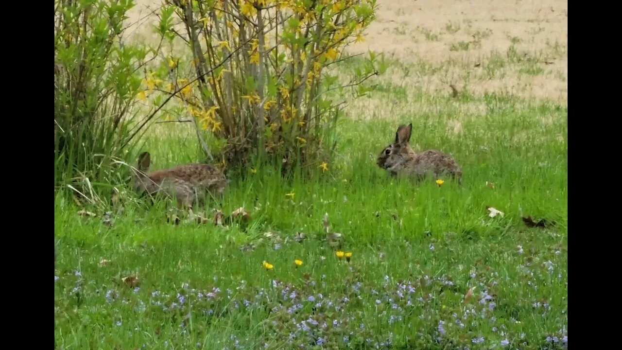 Two Rabbits in the Yard