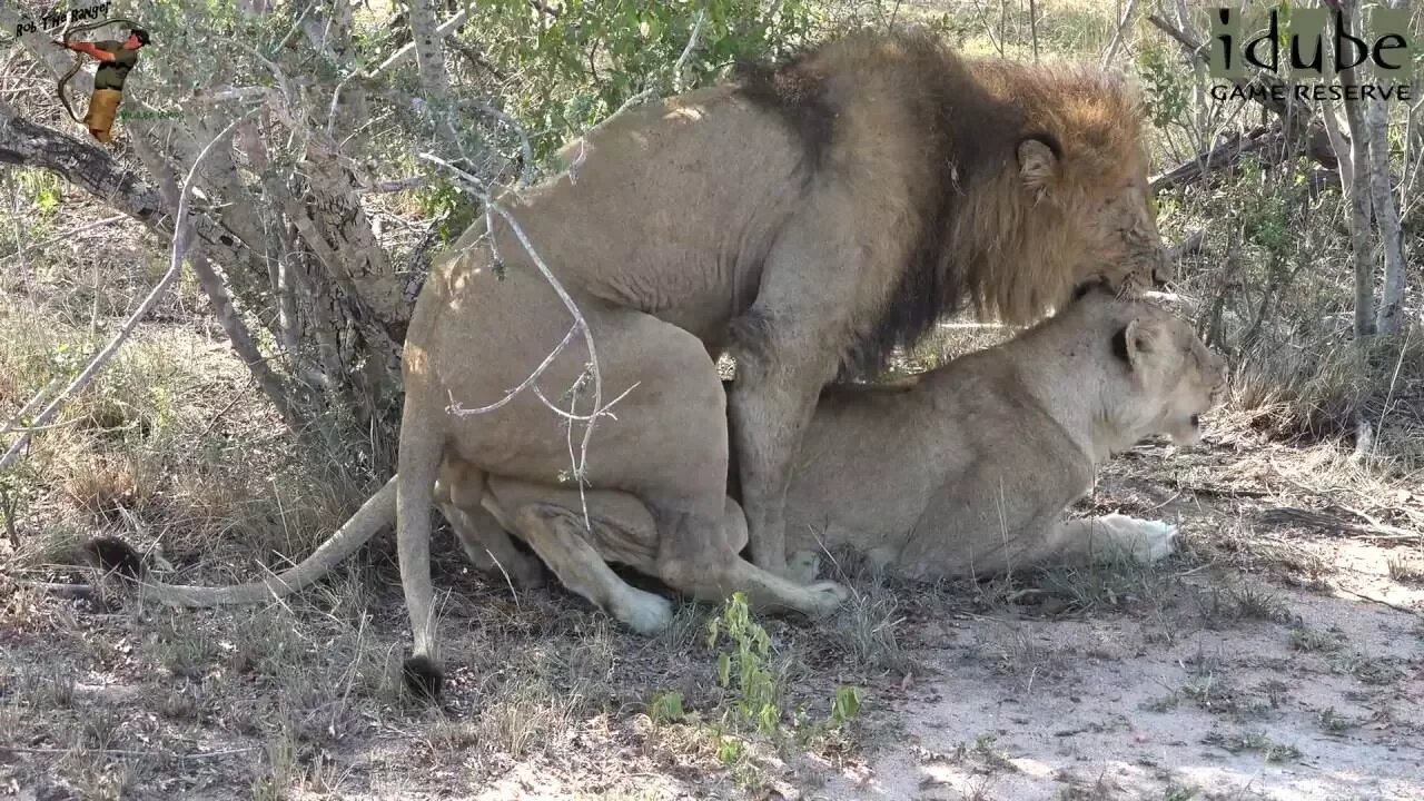 WILDlife: Lions Pairing In The Shade