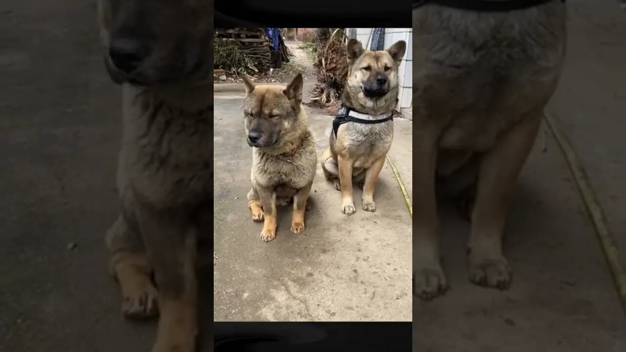 cute and funny clips#shorts