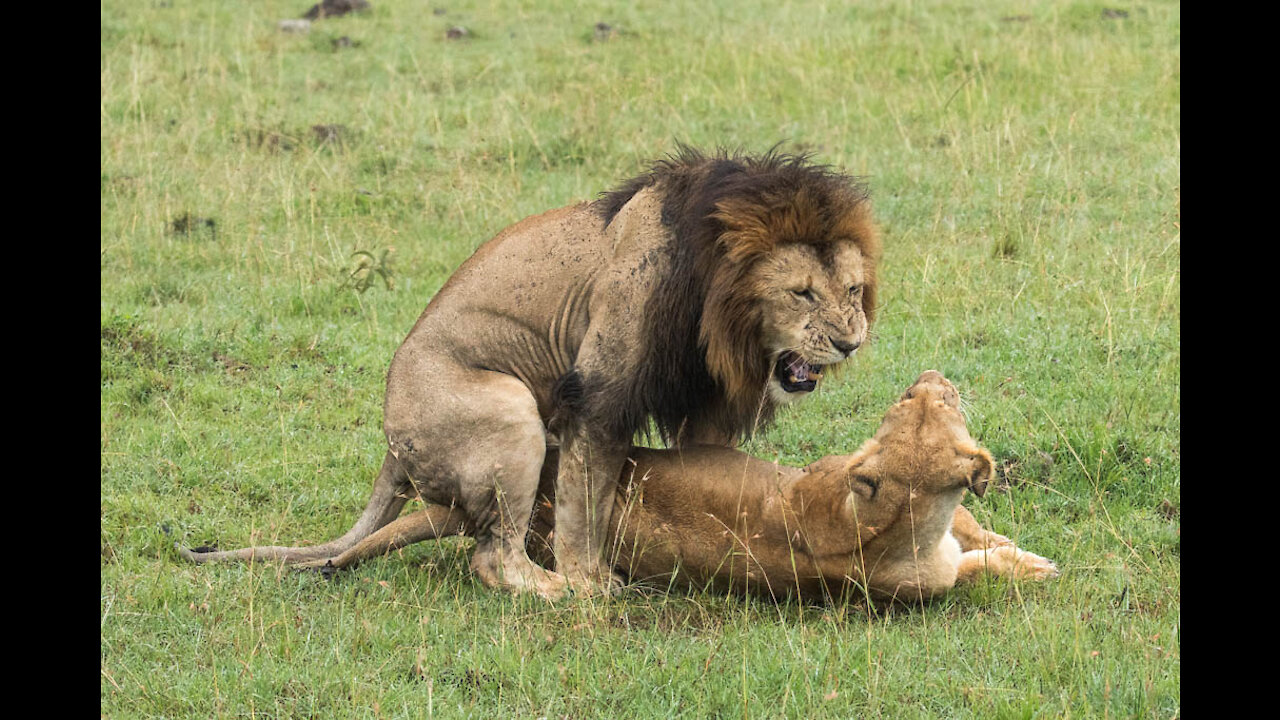 This Lion Couple Mates Over 100 Times a Day