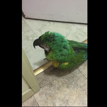 Parrot furious about locked door, vocally expresses outrage