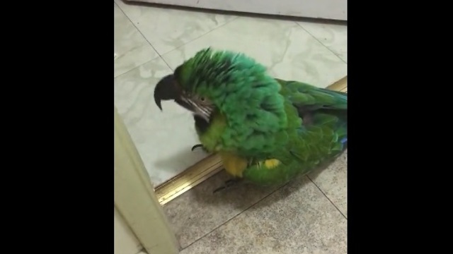 Parrot furious about locked door, vocally expresses outrage