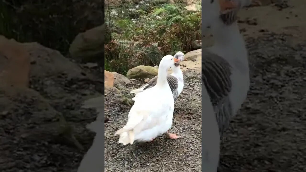 Pilgrim geese slowly make their way down the drive