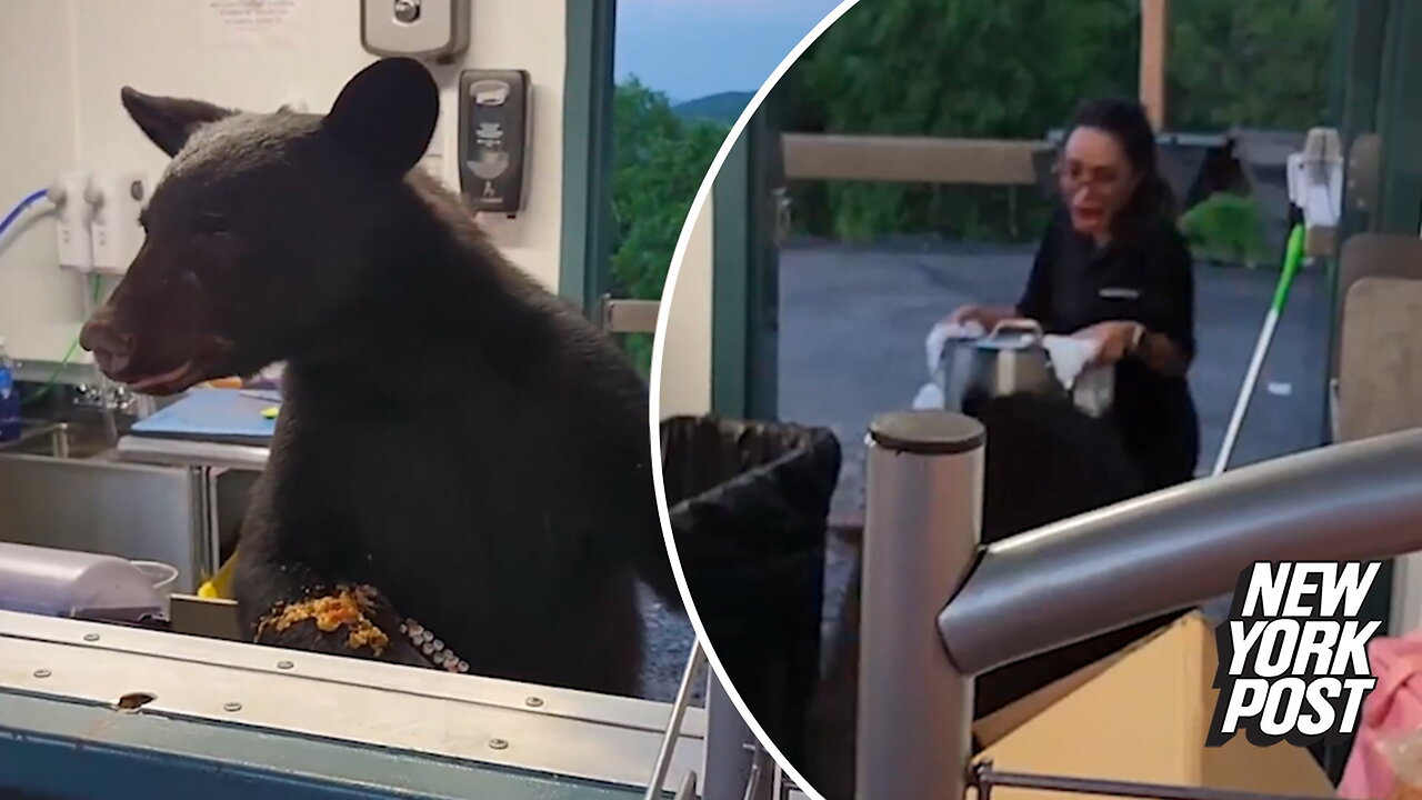 Gumbo-loving black bear lunges at food worker